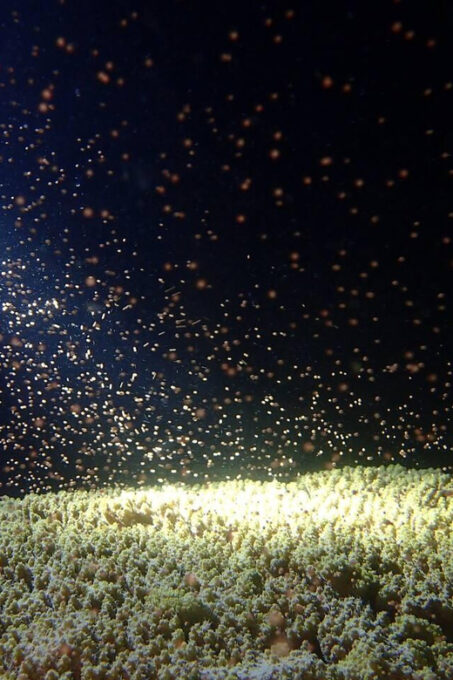 Explore the Mangroves and Coral Reefs of Malaysia - Importance of Ecosystem Protection