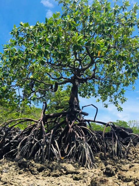 Explore the Mangroves and Coral Reefs of Malaysia - Participation Details and Restrictions
