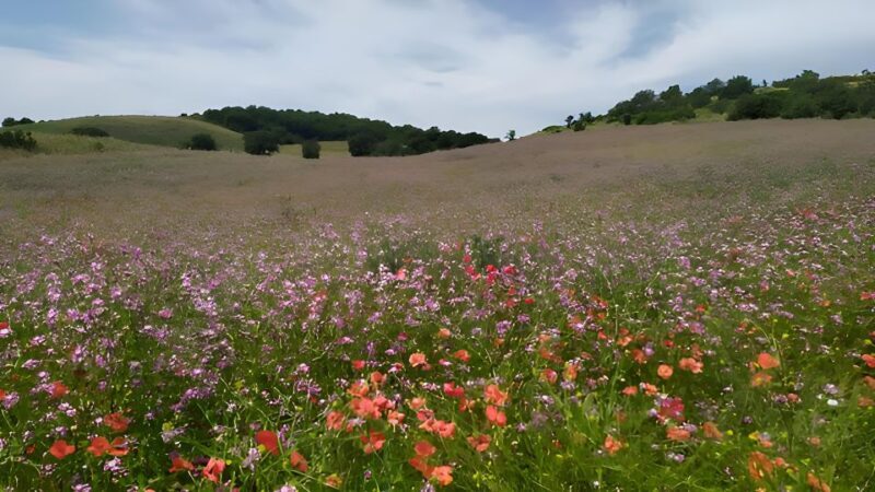 Explore the Murgia Materana UNESCO Park (Italian & Spanish) - What to Expect During Your Visit