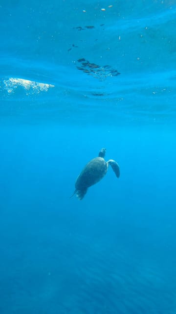 Explore the Ocean - Snorkeling for Beginners Los Cristianos - Personalized Instruction and Safety
