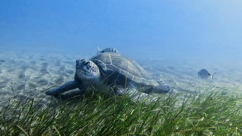 Explore the Ocean - Snorkeling for Beginners Los Cristianos - Marine Life Exploration