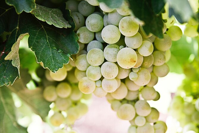 Explore the Secrets of Wine and Olives in Rethymno - Health and Safety Considerations