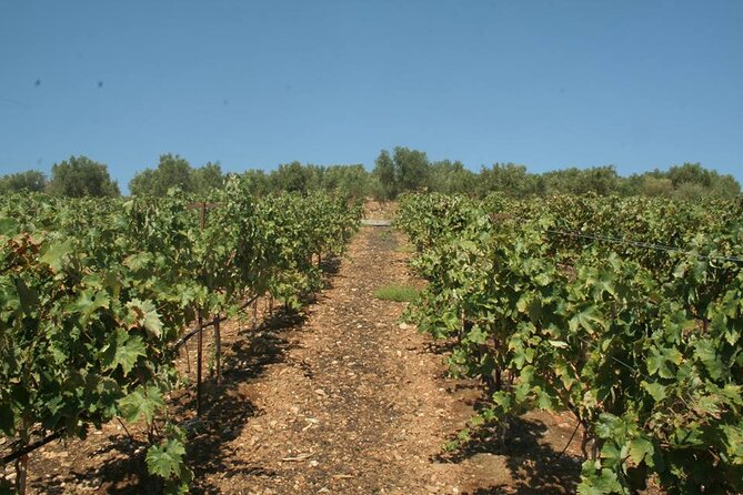 Explore the Secrets of Wine and Olives in Rethymno - Questions About Staying Here