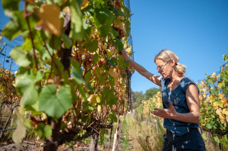 Explore the Secrets of Wine and Olives in Rethymno - Semi-Private Transportation