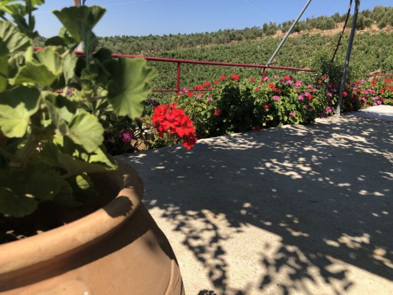 Explore the Secrets of Wine and Olives in Rethymno - Winery Tour and Tasting
