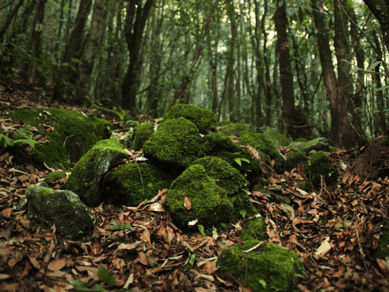 Explore the Wilderness of Shivapuri Hill: Day Hiking - Health and Fitness