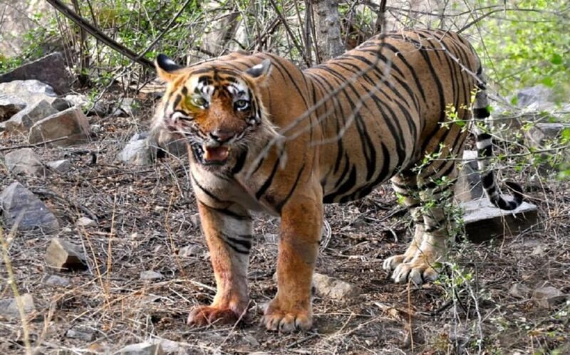 Explore Tiger Safari With Delhi Agra Jaipur Tour 7 Days - Logistics and Support