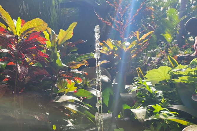 Explore Tropical Fruits & Flowers on Barbados Premier Eco-tour! - About Your Stay