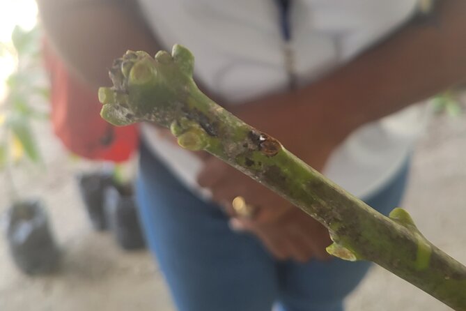 Explore Tropical Fruits & Flowers on Barbados Premier Eco-tour! - Accessibility and Requirements