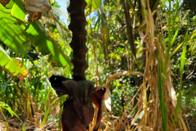 Explore Tropical Fruits & Flowers on Barbados Premier Eco-tour! - Pricing and Cancellation Policy