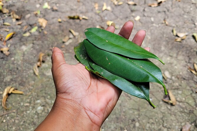 Explore Tropical Fruits & Flowers on Barbados Premier Eco-tour! - Reviews and Ratings