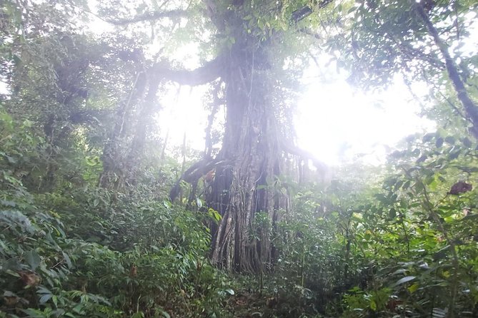 Explore Twin Lake Jungle Trekking and Canoeing - Canoeing on Twin Lakes