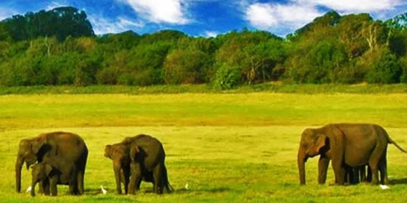 Explore Vedda Village and Gal Oya National Park on a 3-Day - Day 1: Colombo to Mahiyanganaya