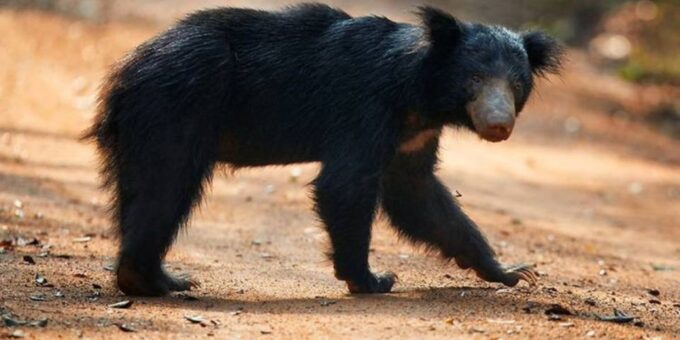Explore Vedda Village and Gal Oya National Park on a 3-Day - Safari Experiences