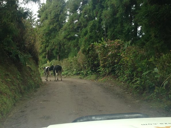 Explore With Our Guides the West Side & Sete Cidades on a Surprising 4x4tour - Traveler Information and Requirements