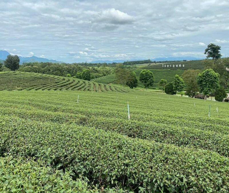Explorer Border road and Nature ( Tea and Coffee ) - Key Points