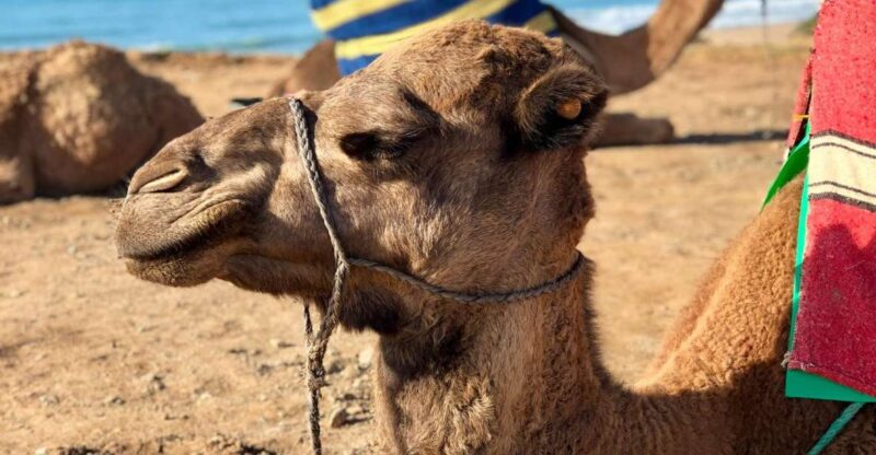 Exploring Asilah: a Day Away From Tangier - Key Points