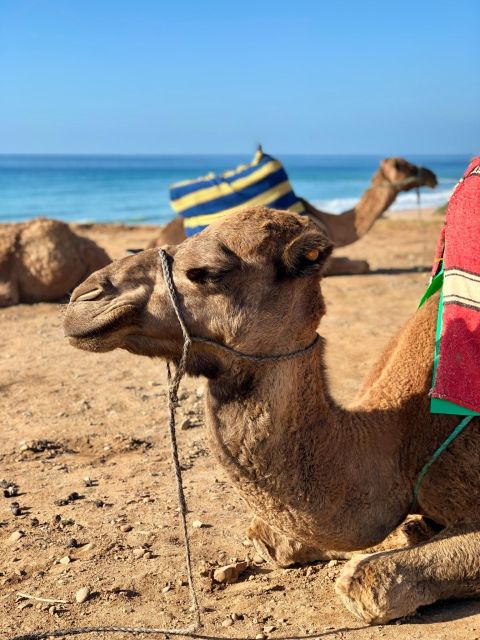 Exploring Asilah: a Day Away From Tangier - Engaging With Local Artisans and Residents