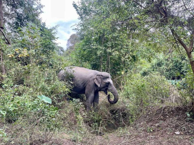 Exploring Don Village & Yok Don National Park - Experiencing Sustainable Tourism
