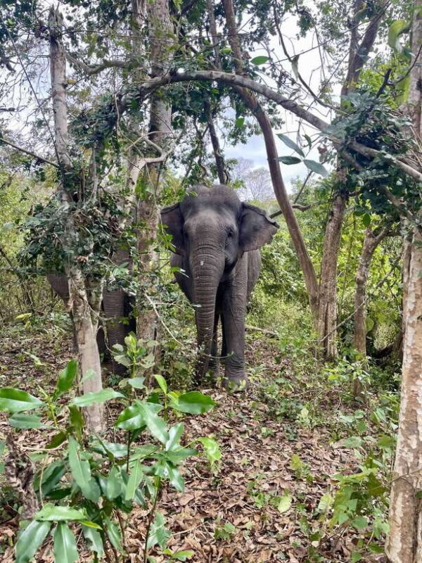 Exploring Don Village & Yok Don National Park - Important Considerations