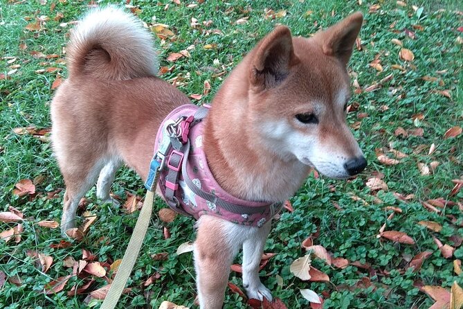 Exploring Everyday Life in Downtown Tokyo Walking With Shiba-Inu - Confirming Availability and Cancellation Policy
