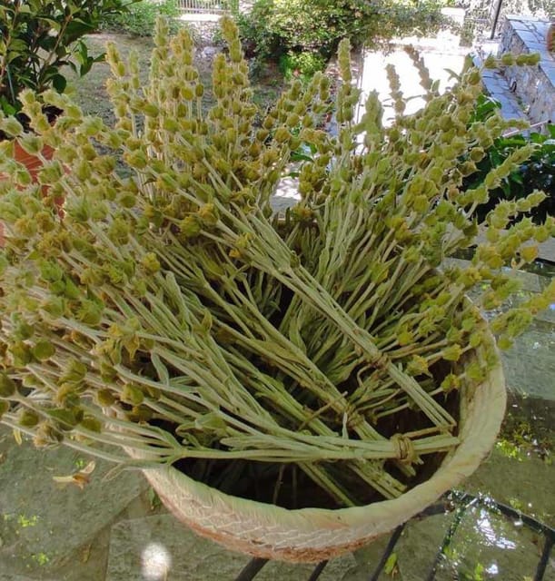 Exploring Herbal Treasures: A Guided Herbal Walk on Pelion - Herbal Exploration and Education