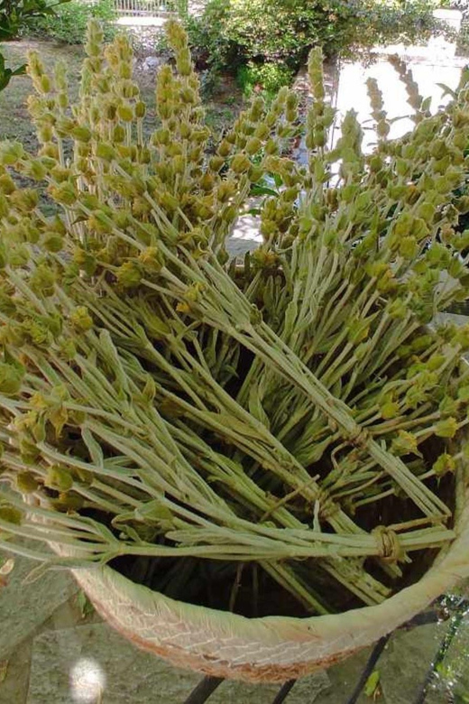 Exploring Herbal Treasures: A Guided Herbal Walk on Pelion - Mythological Connections