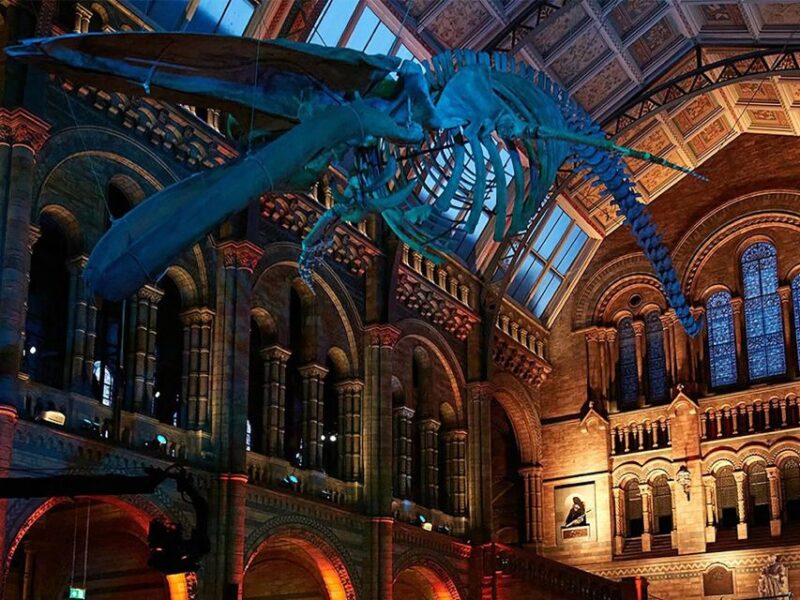Exploring Londons Natural Marvels: Museum Adventure - Conversations on Climate and Evolution