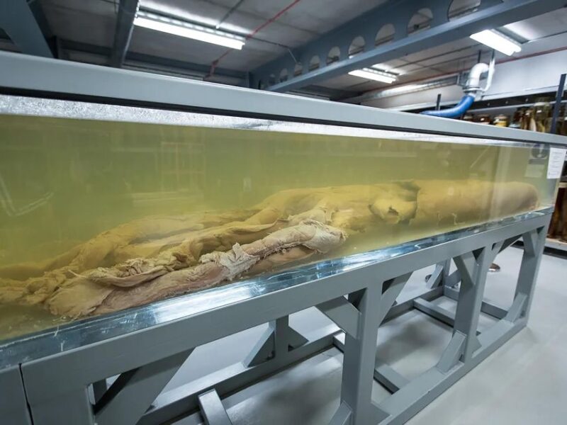 Exploring Londons Natural Marvels: Museum Adventure - Architectural Marvels and Scientific Wonders