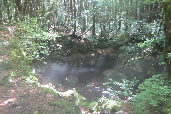 Exploring Mt Fuji Ice Cave and Sea of Trees Forest - Tour Accessibility