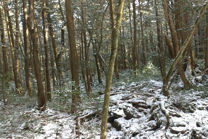 Exploring Mt Fuji Ice Cave and Sea of Trees Forest - Age Requirements
