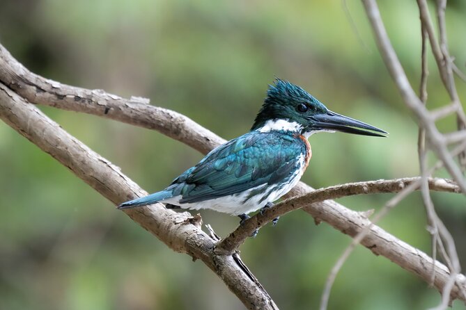 Exploring The Amazon Jungle 3D/2N At Amazon Mamori Lodge - Key Points