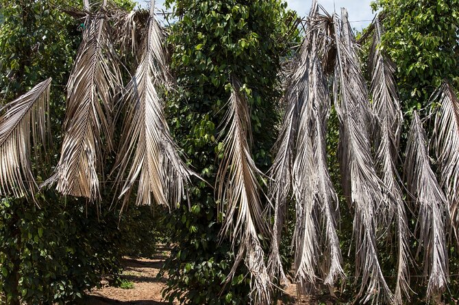 Exploring the Best of Kampot and Kep in a Full-Day Tour - Traveler Experiences