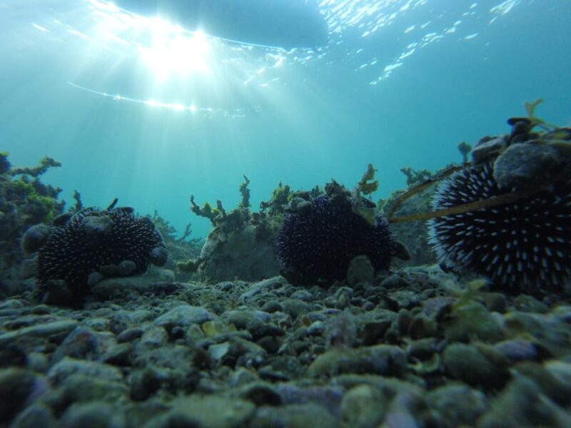 Exploring the Coast: SUP Adventure From Piran to Strunjan - Inclusions and Equipment