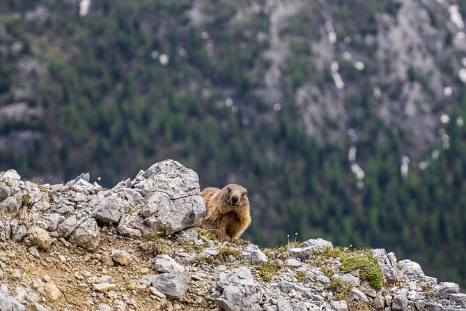Exploring the Dolomites, One-Day Trekking in the Mountains - Meeting and Pickup Information