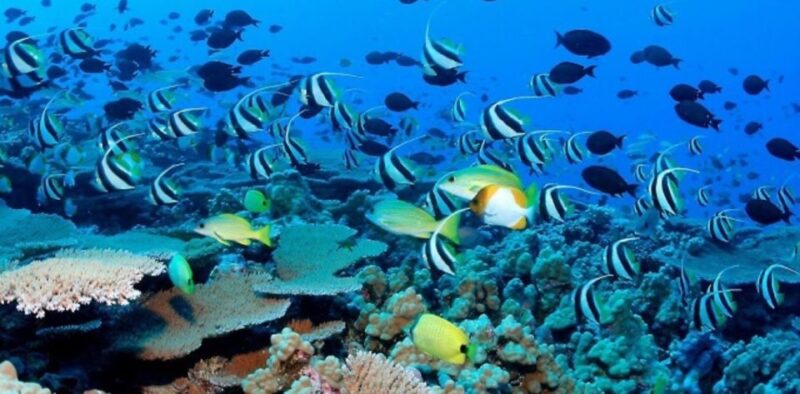 Exploring the Eastern Coast: A Week of Beaches and Reefs - Culinary Delights