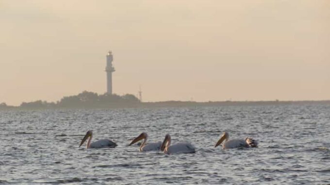 Exploring the Magic of the Danube Delta Through Photo Lenses - Booking and Availability