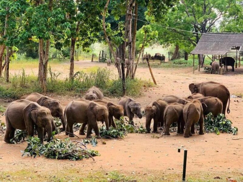 Exploring Udawalawe: Safari and Elephant Transits Home - Safari Highlights