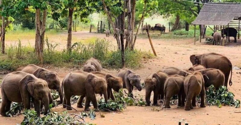 Exploring Udawalawe: Safari and Elephant Transits Home - Pickup and Transportation