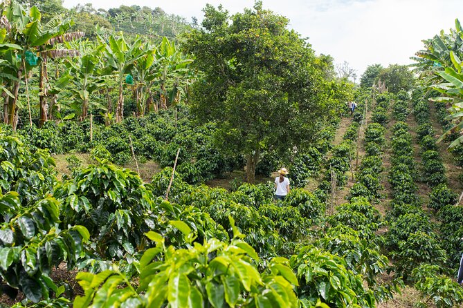 Express Coffee Tour Near Medellin - Key Points