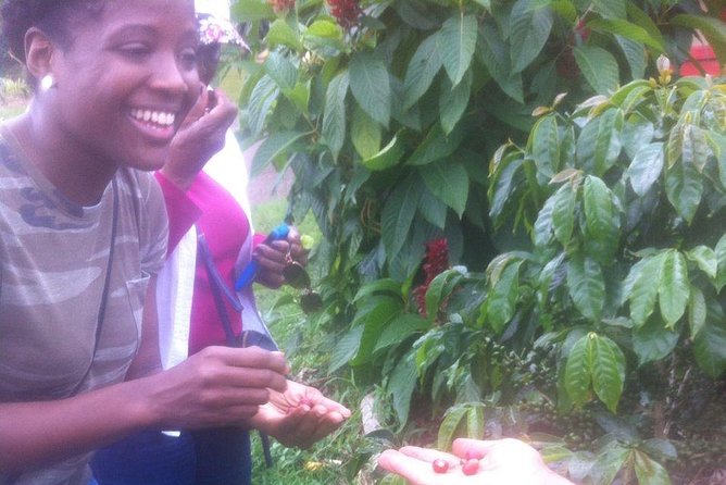 Express Half Day Coffee Tour - Key Points