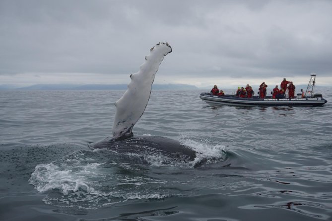 Express Whale Watching by RIB Boat From Akureyri - Meeting Point and Departure Details