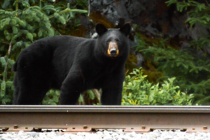Exquisite Wildlife & Wilderness Photo Tour Anchorage -Whittier - Pickup and Start Time