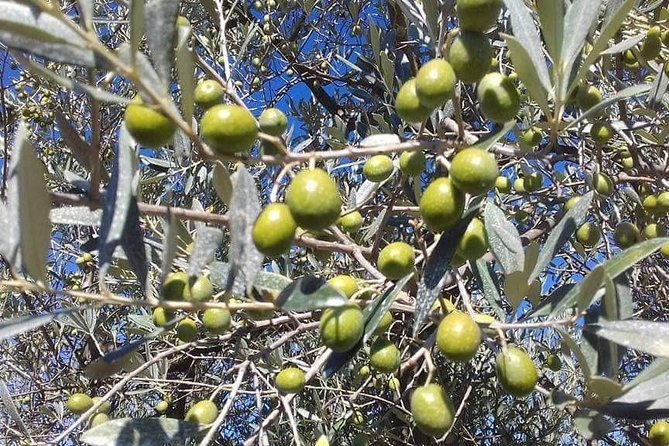 Extra Virgin Olive Oil Experience - About Your Stay
