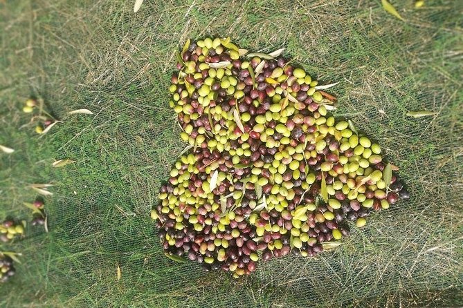 Extra Virgin Olive Oil Experience - Cancellation Policy