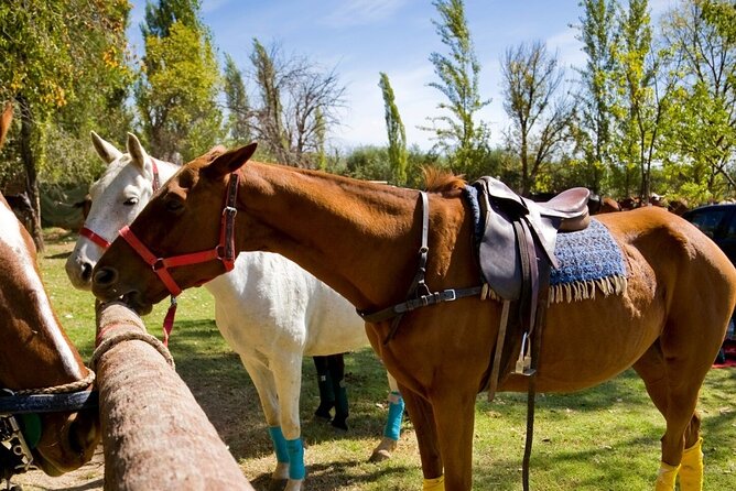 Extreme Horses Adventure With Atv, Ziplines & Cenote - Participant Requirements