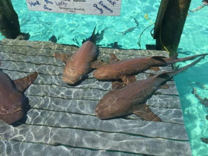 Exuma Cays-Private Adventure Tour - Group Size and Availability