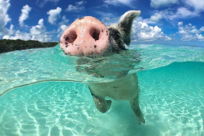 Exuma Day Away - Original Swimming Pigs Excursion - The Experience: Pros and Cons
