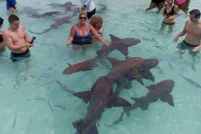 Exuma Day Away - Original Swimming Pigs Excursion - Final Thoughts: Is It Worth It?