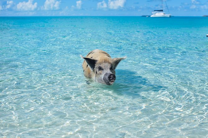 Exuma Elite Escape: Luxury Fly-In Pig Beach Adventure - 7 Stops - Additional Considerations
